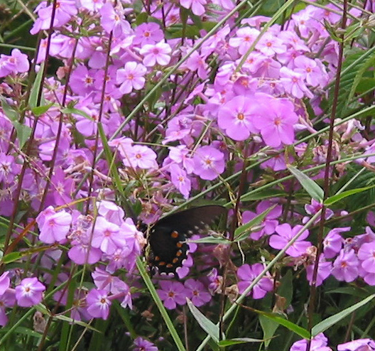 Phlox with butterfly